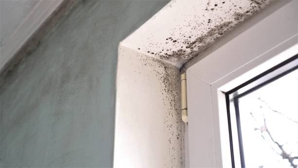 Best Air Quality Testing for Mold Spores  in Bridgeville, DE