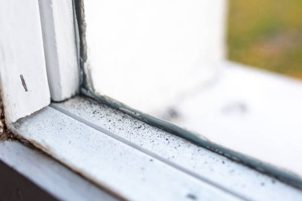 Best Environmental Consulting for Mold Prevention  in Bridgeville, DE