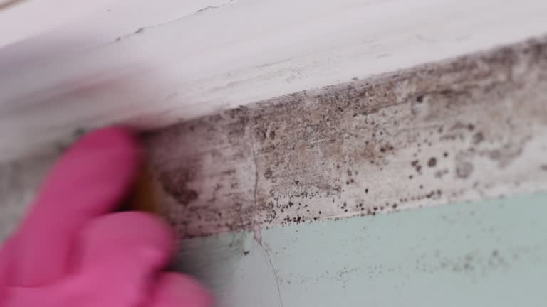 Best Real Estate Mold Inspection  in Bridgeville, DE